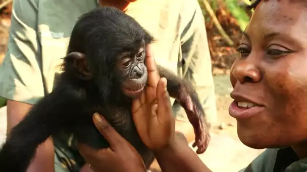 Au Congo, ils vont réintroduire des bonobos dans la nature