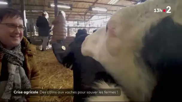 Des câlins aux vaches pour sauver les fermes