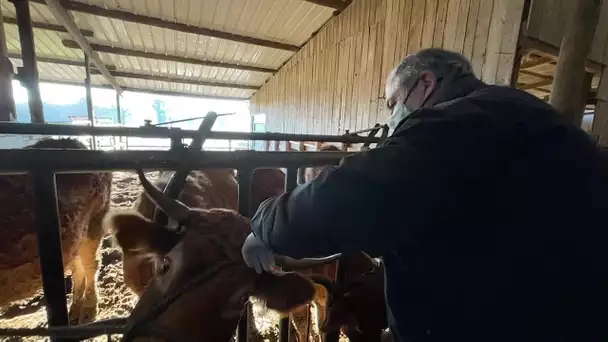 La tuberculose bovine gagne du terrain en Limousin