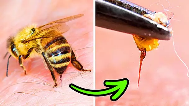 Pourquoi les abeilles ne survivent pas après t'avoir piqué (et autres faits sur les abeilles)