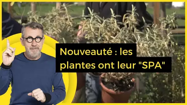 Nouveauté : les plantes ont leur "SPA" - C Jamy