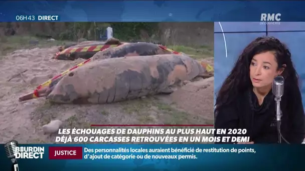Échouage record de dauphins: "À ce rythme, dans 20 ans il n'y aura plus de dauphins en France"