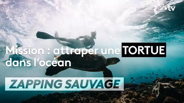 Mission : attraper une tortue dans l’océan - ZAPPING SAUVAGE