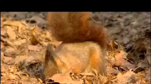 Nain rouge, une vie d&#039;écureuil - Documentaire animalier