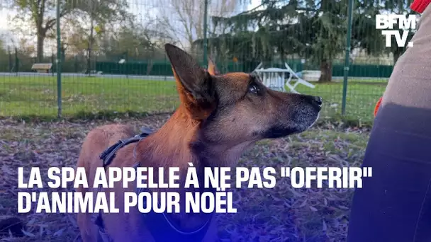 "Ce n'est pas un cadeau": la SPA redoute les adoptions compulsives d'animaux pour cadeau de Noël