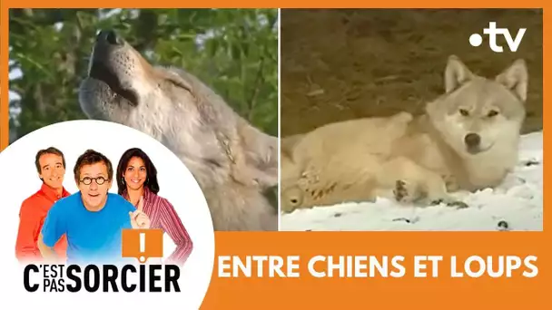 ENTRE CHIENS ET LOUPS - C'est pas sorcier [Intégrale]