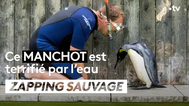 Ce manchot est terrifié par l’eau - ZAPPING SAUVAGE