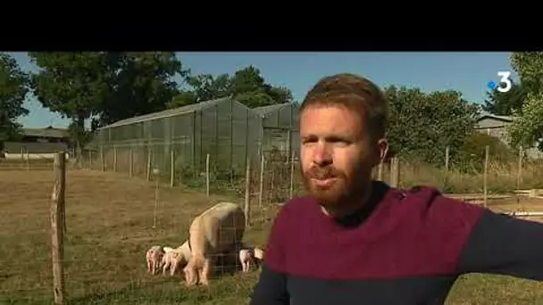 Le porc blanc de l'Ouest : un cochon élevé en plein air