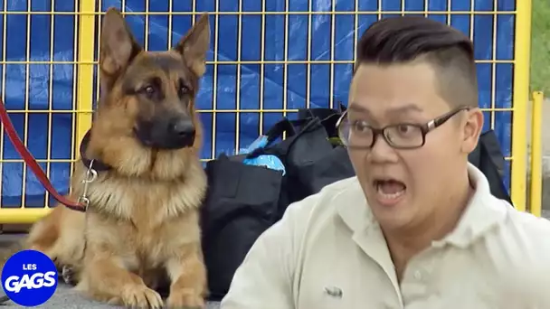 Son chien le rend fou | Juste Pour Rire Les Gags