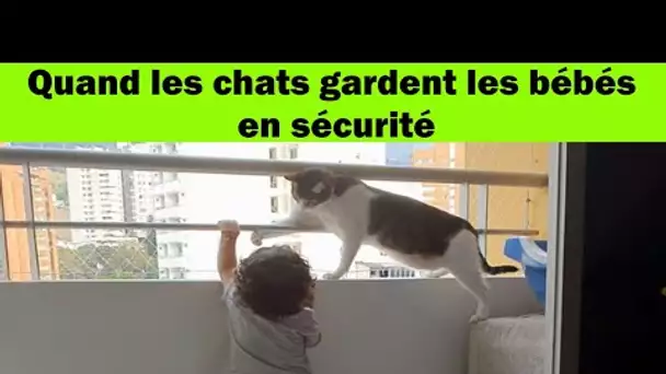 Quand les chats gardent les bébés en sécurité #shorts