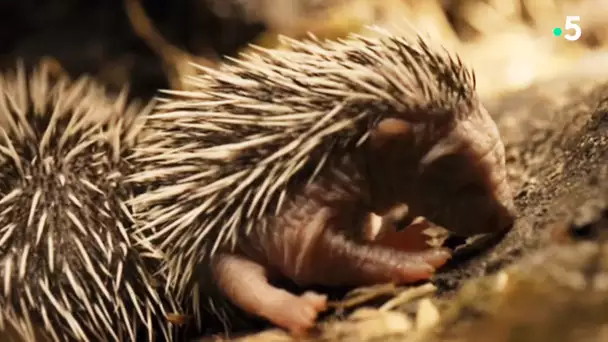 Les premiers jours d&#039;un bébé hérisson - ZAPPNG SAUVAGE