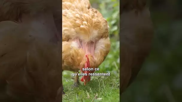 Saviez-vous que les poules rougissaient selon leurs émotions ? C'est ce que démontre une étude.