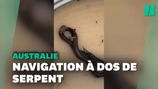 En Australie, deux souris et une grenouille échappent aux inondations à dos de serpent