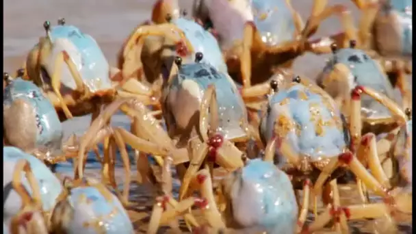 Une armée de crabes envahit une plage - ZAPPING SAUVAGE