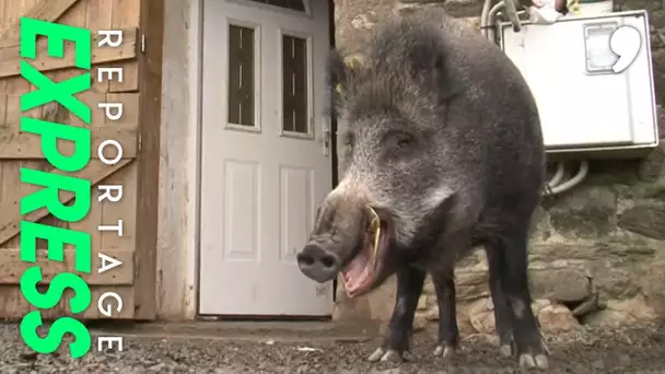 Alerte, des animaux sauvages en ville !