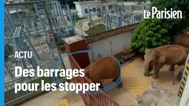 L’inarrêtable troupeau d’éléphants sauvages continue de semer la pagaille en chine
