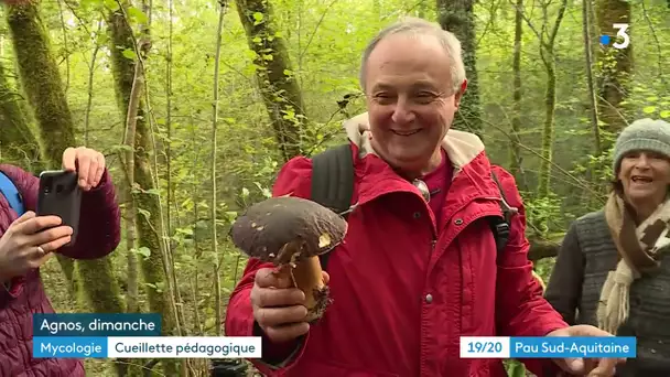 Des visites en forêt pour apprendre à reconnaître les champignons