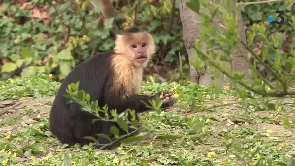 Coronavirus et confinement : comment les zoos s'organisent