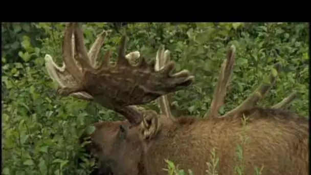 Animaux du froid, animaux de la Taïga - documentaire