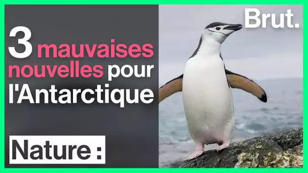 3 mauvaises nouvelles pour l'Antarctique