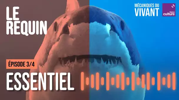 Pourquoi les requins sont essentiels aux océans  - Mécaniques du vivant, le requin épisode 3/4
