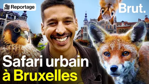 Quand les animaux sauvages se réapproprient la ville