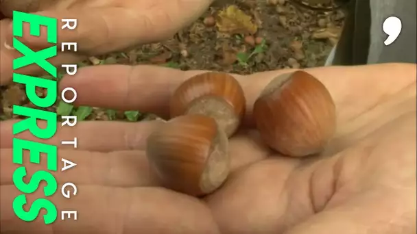 La noisette, la gourmandise de l'automne