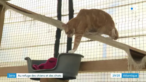 Série refuge animalier "Les Murmures" à Chatelaillon-Plage (n°4) : adoption