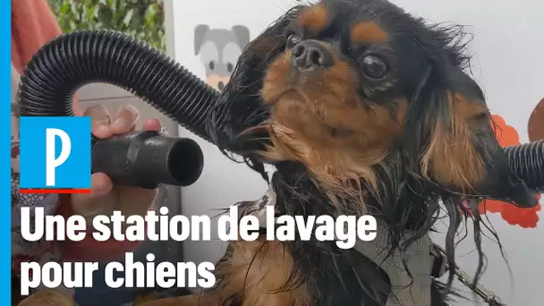 Puteaux:  une station de lavage automatique pour chiens