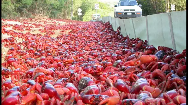 La fantastique migration des crabes rouges - ZAPPING SAUVAGE