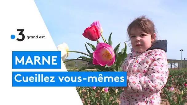 La cueillette de Muizon dans la Marne