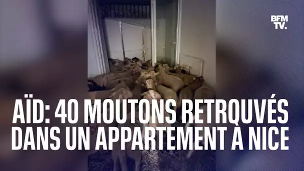 40 moutons retrouvés dans un appartement à Nice, destinés à être vendus pour l'Aïd el-Kebir