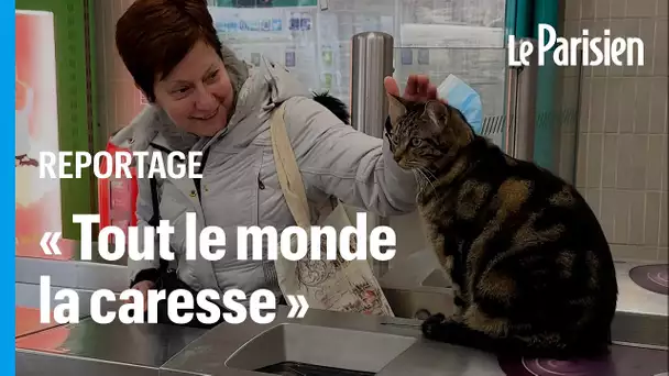 Taga, le chat « mascotte » de la gare RER de Saint-Maur