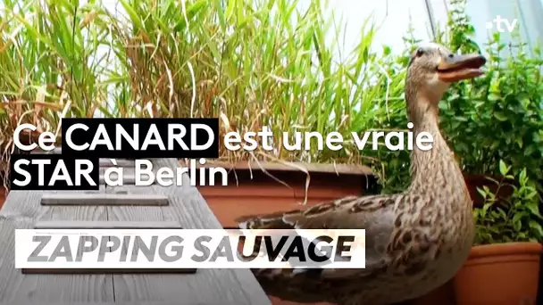 Ce canard est une célébrité locale - ZAPPING SAUVAGE