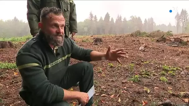 En Hauts-de-France, les maux de la forêt sont nombreux