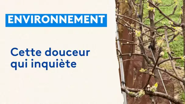 Les arboriculteurs craignent le gel dans l'Avesnois