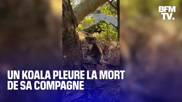 Un koala pleure la mort de sa compagne