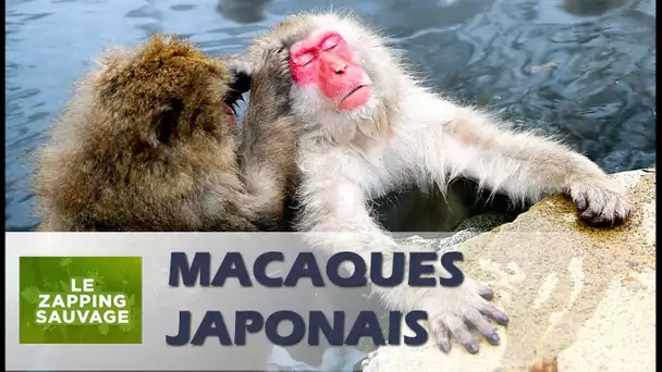 Ces singes se font un jacuzzi - ZAPPING SAUVAGE 20