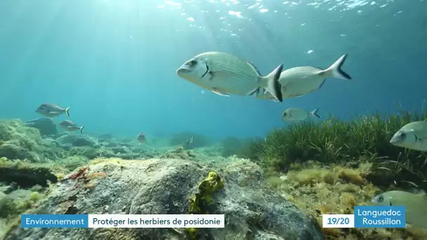 Bleue Occitanie au chevet des herbiers de Posidonie