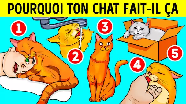 Voilà Pourquoi Ton Chat Aime Les Éviers Et Les Boîtes