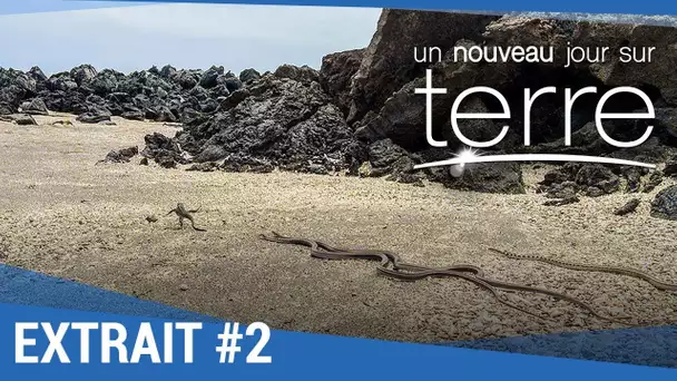 UN NOUVEAU JOUR SUR TERRE - Extrait 'Iguanes' VF [actuellement au cinéma]