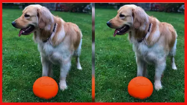 Jolly Pets Bounce-n-Play Dog Toy Ball, 8 Inches/Large, Orange, (Model: 2508 OR)