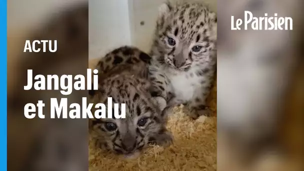 Naissances « exceptionnelles » de deux panthères des neiges dans un zoo du Maine-et-Loire