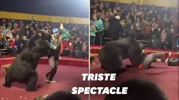Un ours de cirque attaque un dresseur russe en plein spectacle