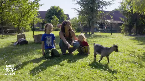 Mon animal fait la loi - Le bouc qui agresse les enfants