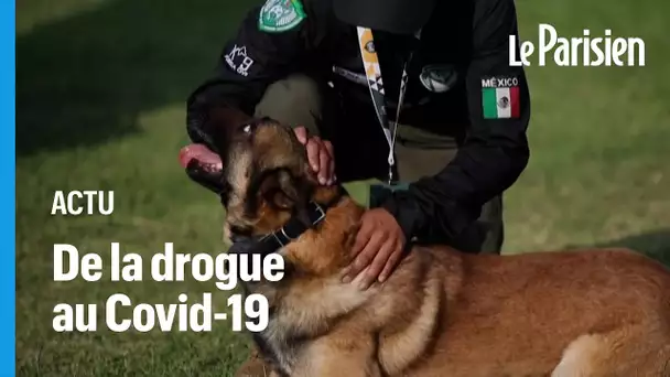 Amérique latine: des chiens policiers entraînés à détecter les personnes atteintes du Covid-19