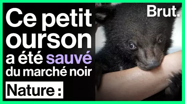 L'histoire de l'ourson Mochi, sauvé du marché noir