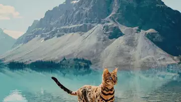 Faites connaissance avec Suki, le chat Bengal aventurier le plus célèbre au monde !