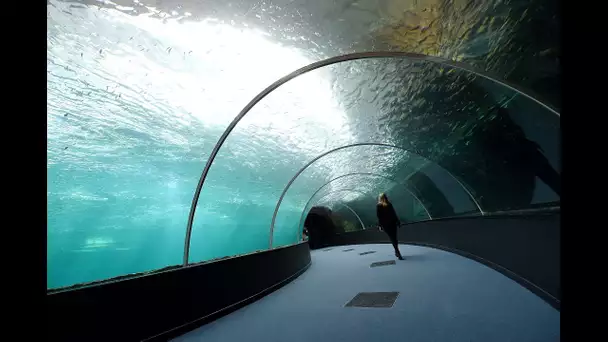 Boulogne-sur-Mer : le plus grand aquarium d&#039;Europe va ouvrir à Nausicaà