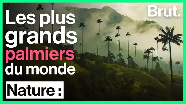 Colombie : ces palmiers sont les plus grands au monde